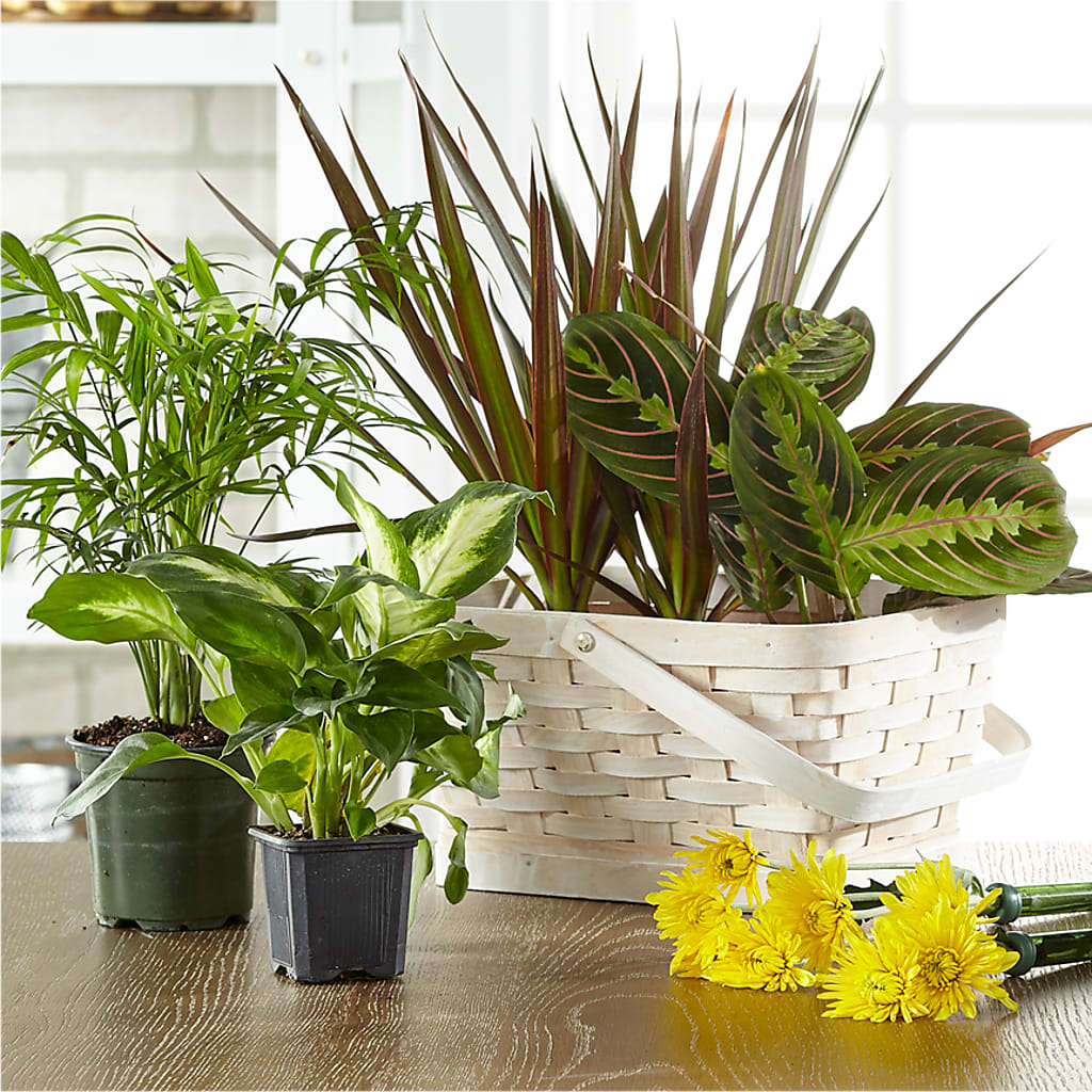 Florist Designed Blooming and Green Plants in a Basket – Brea Florist, Brea CA