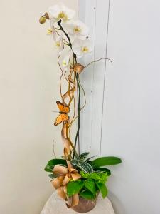 Orchid Garden – Brea Florist, Brea CA