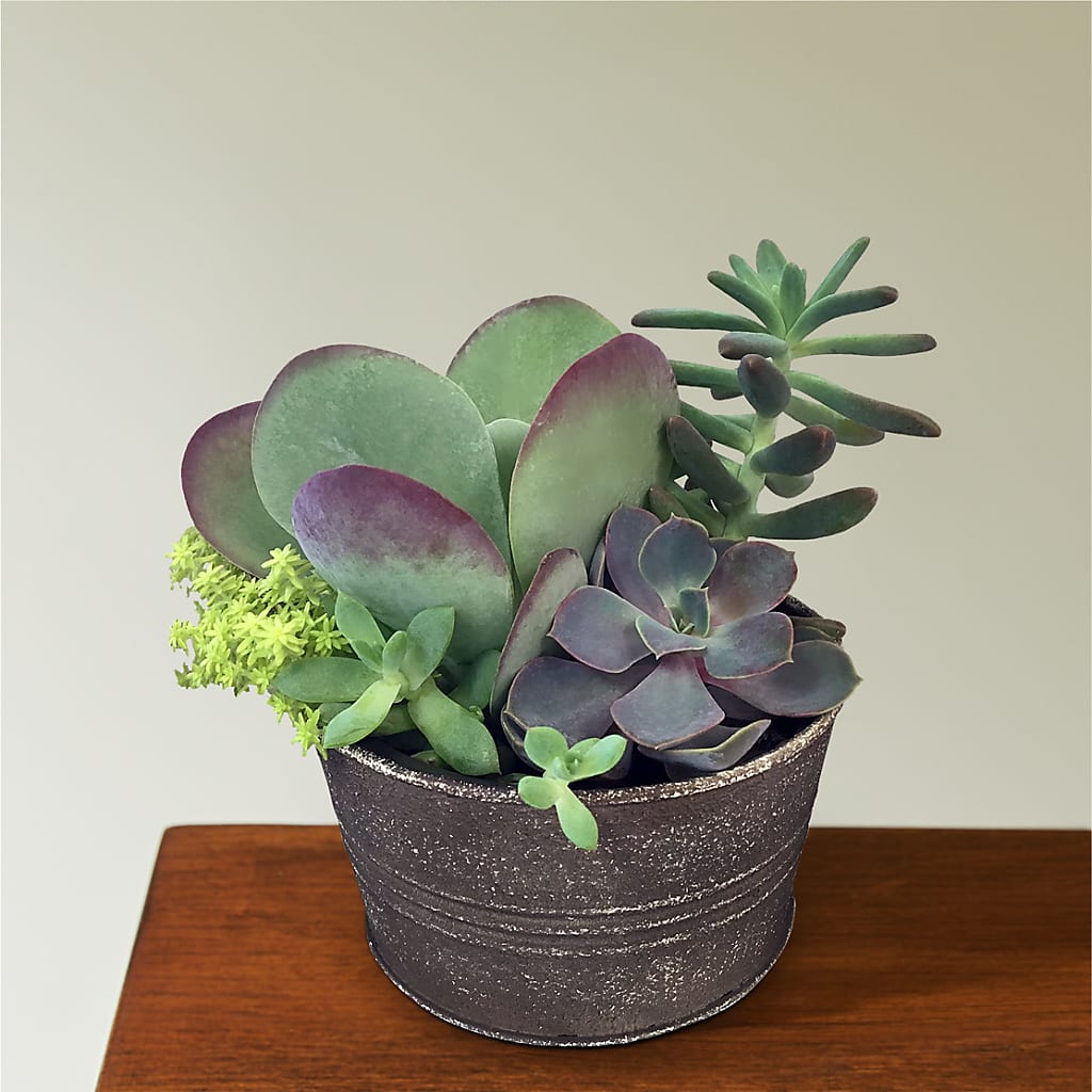 Lush Succulent Garden – Brea Florist, Brea CA