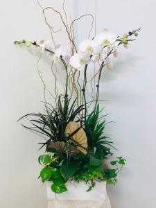 ORCHID PARIDISE GARDEN –  Brea Florist, Brea CA